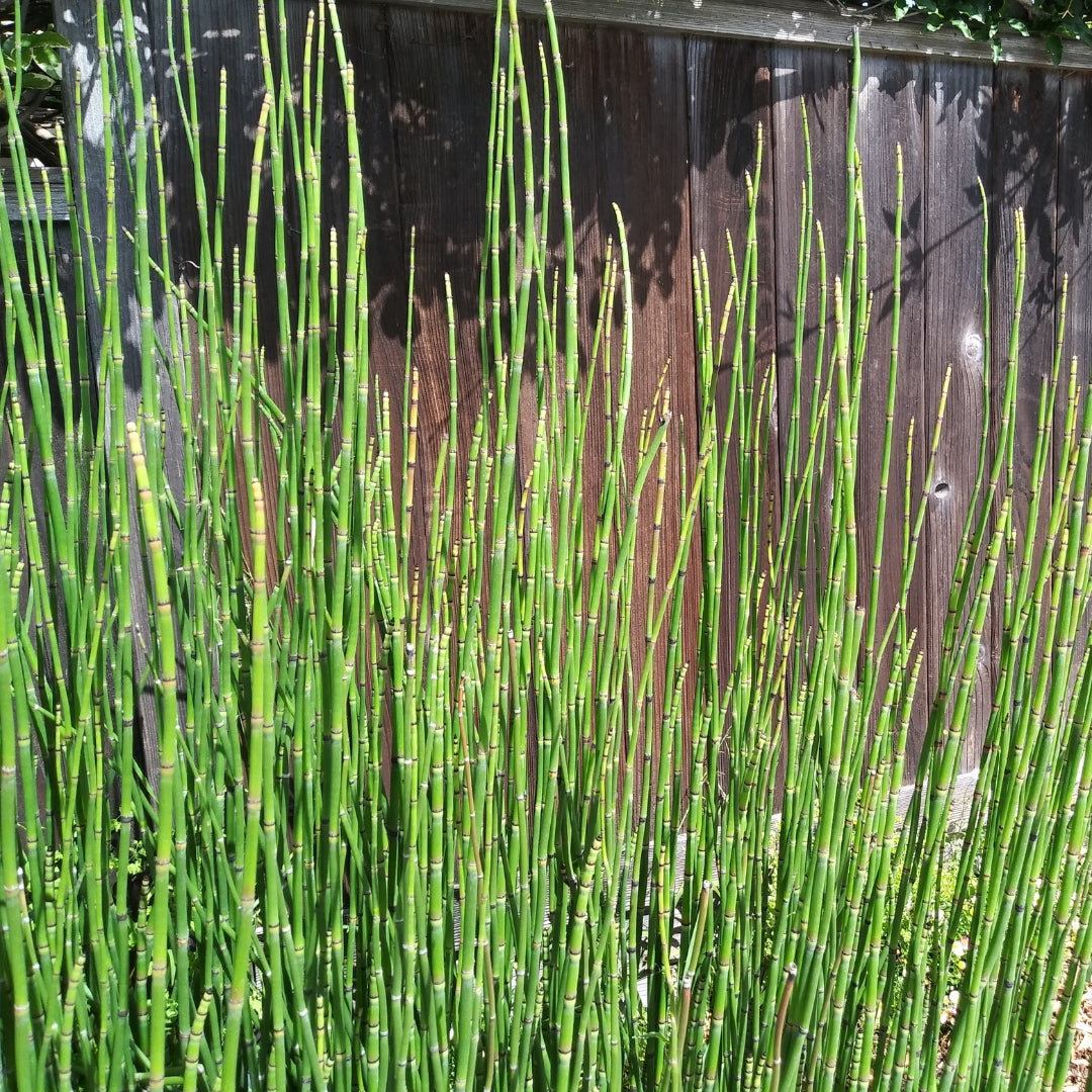 indoor horsetail plant Horsetail Plant