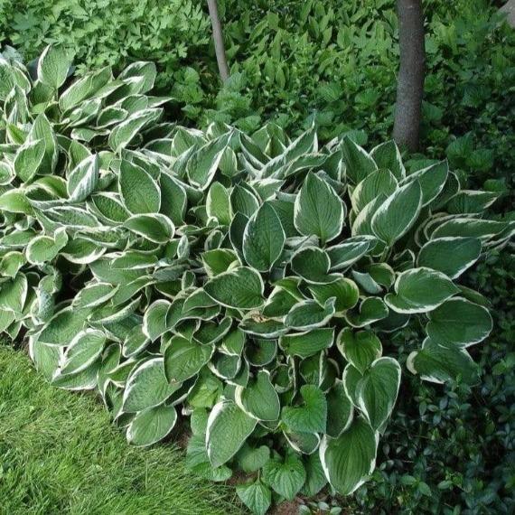 Albomarginata Hosta