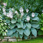 closer look at the white multi flower bloom of the blue angel hosta sold online