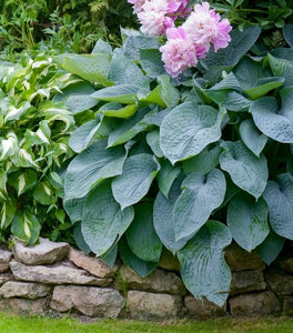 Hosta Blue Angel