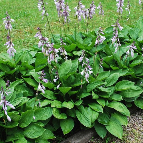 The blue foliage and white flowers of the Elegans Plantain Lily