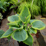 stunning green foliage on hosta frances williams