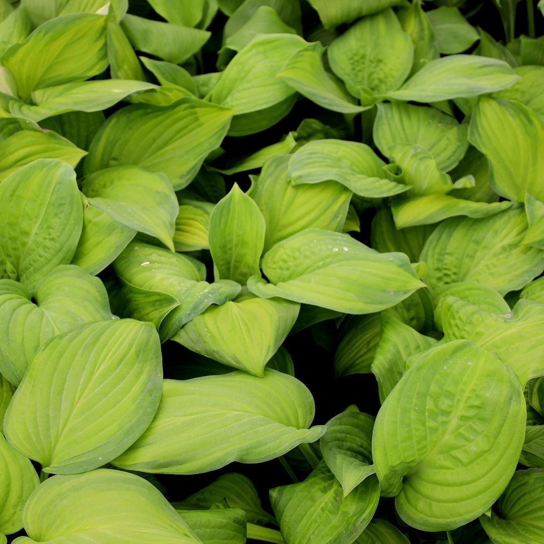 Buy Hosta Guacamole Online Shade Perennial Garden Goods Direct
