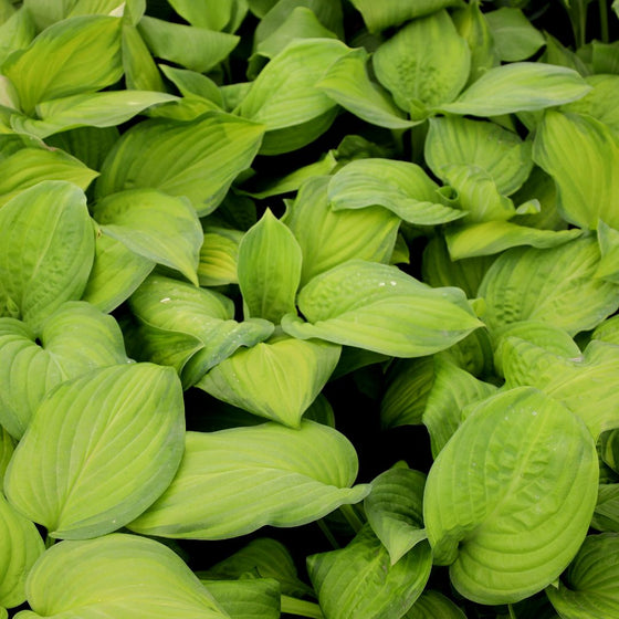 Hosta Guacomole Fragrant Bouquet with apple green foliage and dark green margins