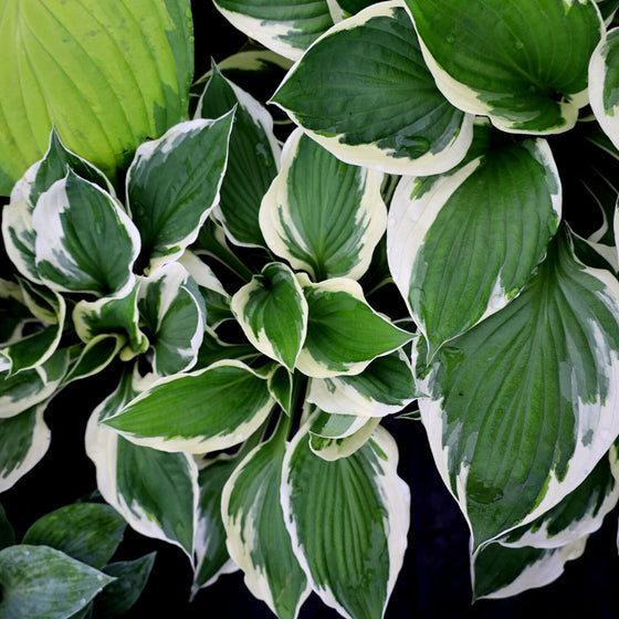 Hosta Patriot Plantain Lily with green and white edged foliage planted in garden