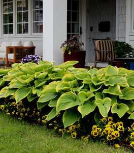 Hosta Stained Glass