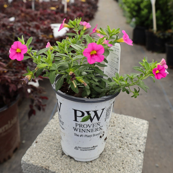 Pink flowers with yellow centers of Hot Pink Calibrachoa