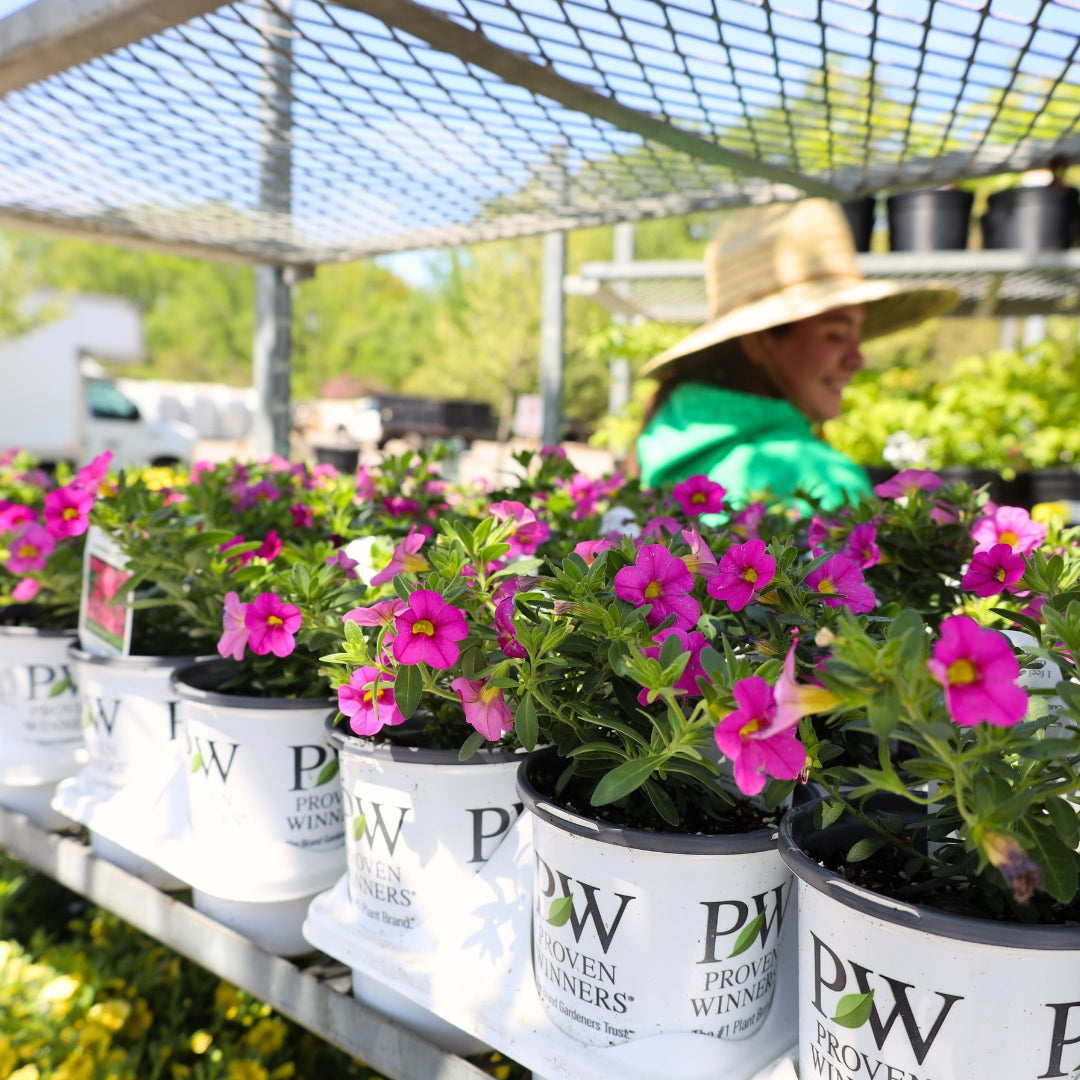 hot pink planter pots Hot Pink Calibrachoa