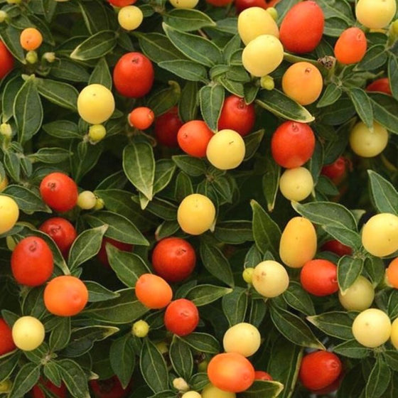 Hot Pops Yellow Ornamental Pepper