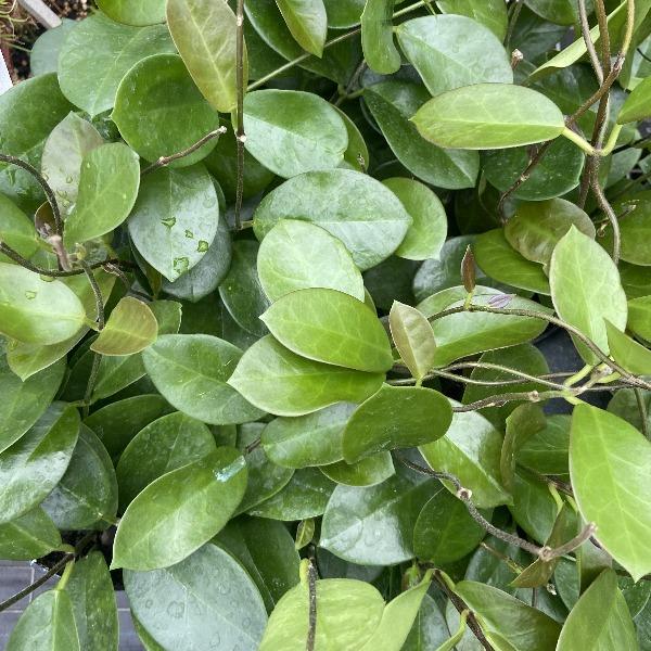 Buy Hoya australis Plants Online | Indoor Plants