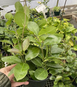 Hoya australis