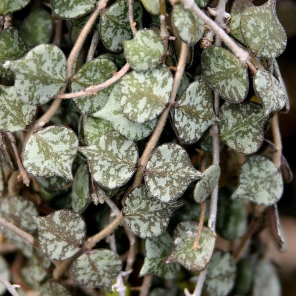 Buy Hoya Curtisii Plants | Garden Goods Direct