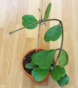 Hoya kerrii
