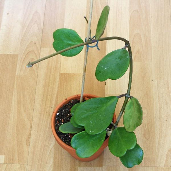 Hoya Kerrii wax plant