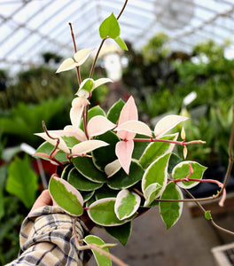 Hoya Krimson Queen