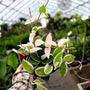 Hoya Krimson Queen has bright green leaves splashed with white and rose red colors