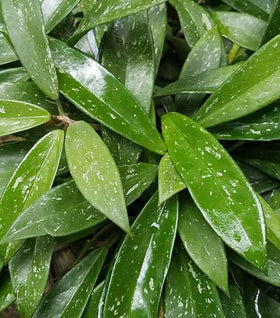 Hoya Pubicalyx Splash