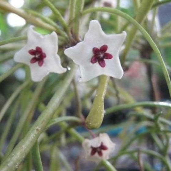 Pink and white star-shaped flowers of Hoya Retusa plants