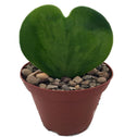 Hoya Heart has heartshaped leaves