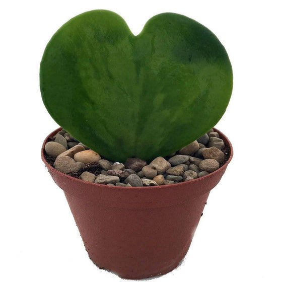 Hoya Heart has heartshaped leaves