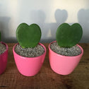 Hoya Heart Plants in pink pots
