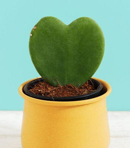 Hoya Sweetheart