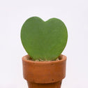 hoya sweetheart kerrii plant