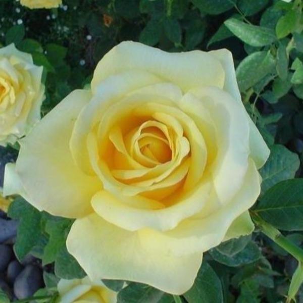 Hybrid Tea - Star® Roses and Plants