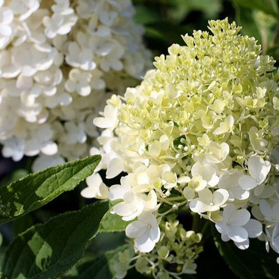 a premature sweet summer white and green conical flower cluster ready to bloom