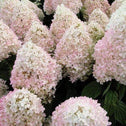 numerous pink and white conical flower clusters of the sweet simmer hydrangea in full bloom