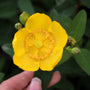bright yellow blooms on hypericum hidcote