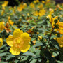 GORGEOUS YELLOW BLOOMING SHRUB
