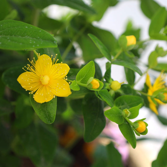 sweet yellow blooms on hypericum pumpkin