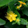 unique yellow blooms hypericum pumpkin