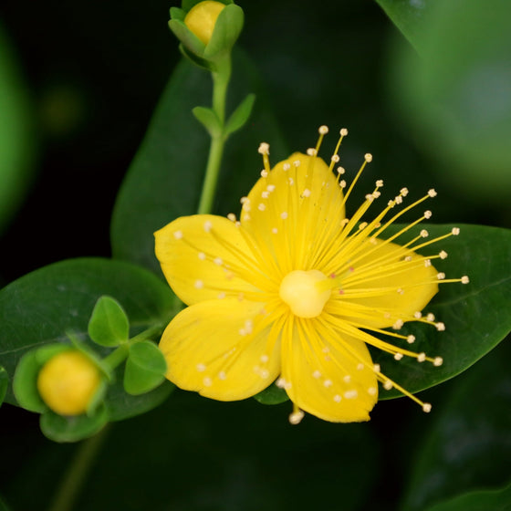 close up of yellow flowers st johns wort