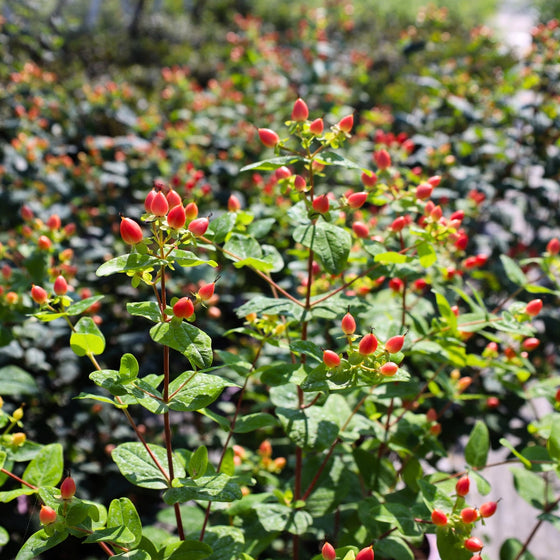 orange berries on hypericum pumpkin
