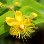 yellow blooms st johns wort