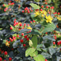 st johns wort red fame in bloom