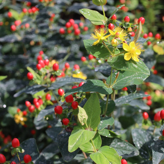 st johns wort red fame in bloom