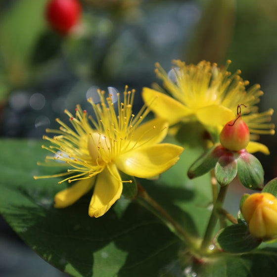 unique summer blooming shrub yellow flowers red berries