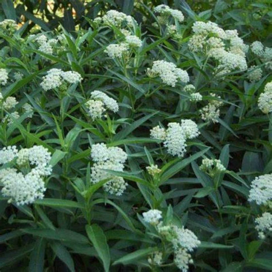 cluster of ice ballet swap milkweed flowers