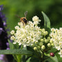 white blooms for summer pollinator garden