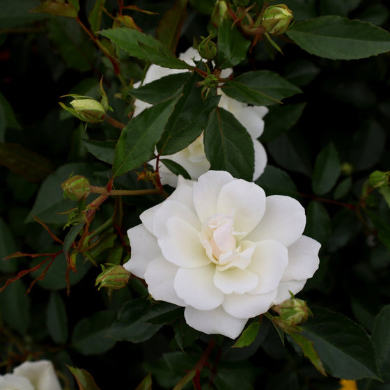 Floribunda Rose White Rose blooming in summer in bunches of threes bright white
