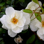 close up of white rose in bloom
