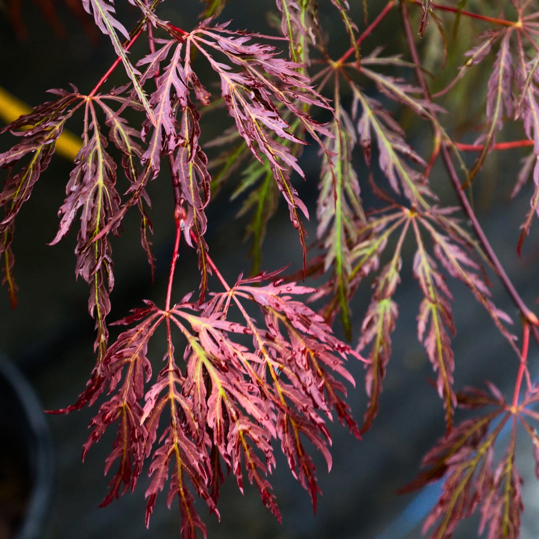 Inaba Shidare Japanese Maple for Sale | Red Weeping Laceleaf Tree