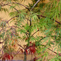 stunning color on japanese maple tree