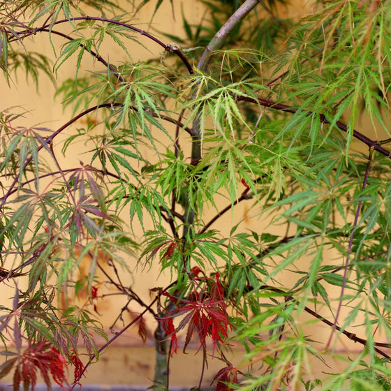 stunning color on japanese maple tree