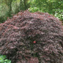 Inaba shidare Japanese Maple Tree