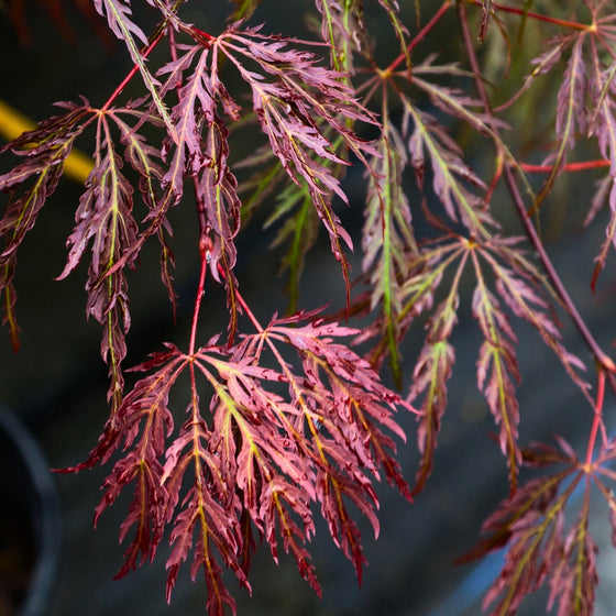 close up view of unique lacy leaves on Inaba Shidare Japanese Maple Tree