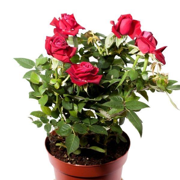 can roses be indoor plants Mini Indoor Rose Bushes for Sale